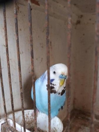 Image 2 of Pair of budgies for sale young birds