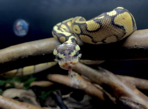 Image 7 of Super pastel motley het clown royal python with set up