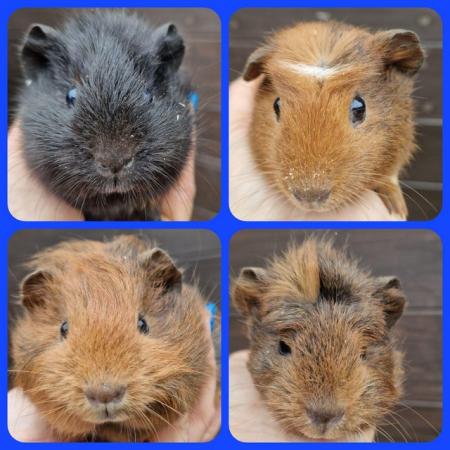 Image 4 of 8 Male Guinea Pigs available