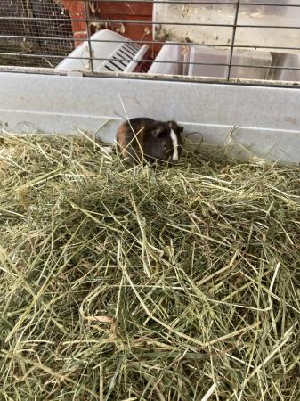 Image 7 of Lots of baby boy (boar) guinea pigs for sale