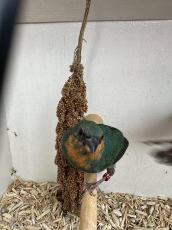Image 1 of Parrot Finch pair 2024 bred