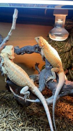 Image 3 of Bearded Dragons Special Offer for Grown on Juvenile dragons