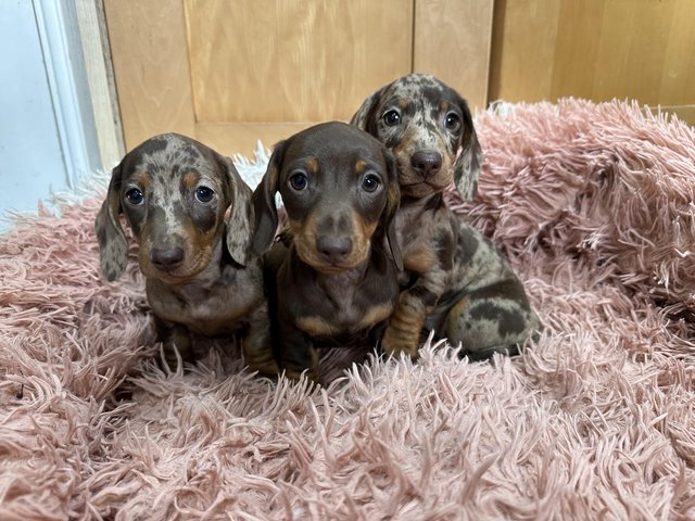 Preview of the first image of Beautiful kc reg show quality miniature dachshund puppies.