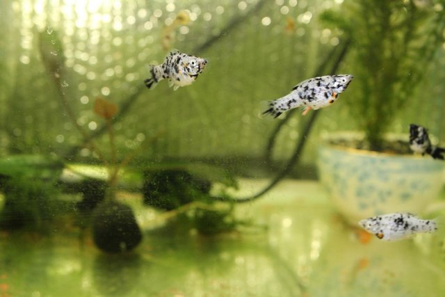 Image 3 of Tropical Fish Male & Female Guppies and Mollies £1 Each