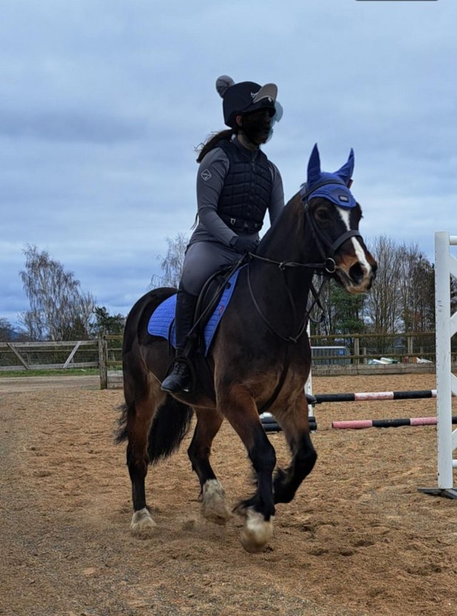 Preview of the first image of Full Loan - Pony 13.3hh Gelding.