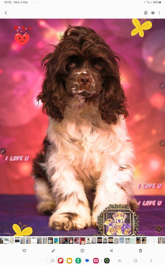 Preview of the first image of Show American cocker spaniel puppies.