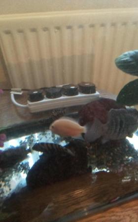 Image 2 of Selection of 4 convict cichlid for sal