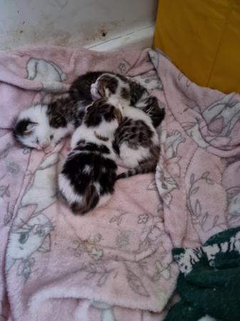 Image 8 of 3 stunning kittens for sale 2 males and 1 female.