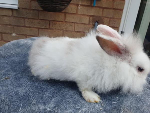 Image 1 of Baby lionhead rabbits ready now