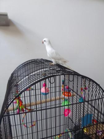 Image 4 of Tamed and cuddly white baby Quaker parrot DNA tested hen
