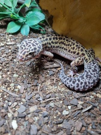 Image 5 of Beautiful Female Leopard Gecko