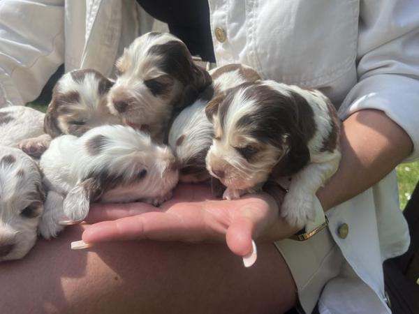 Image 10 of Show type cocker spaniel puppies