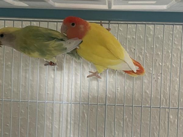 Image 4 of Pair of love birds with cage for sale