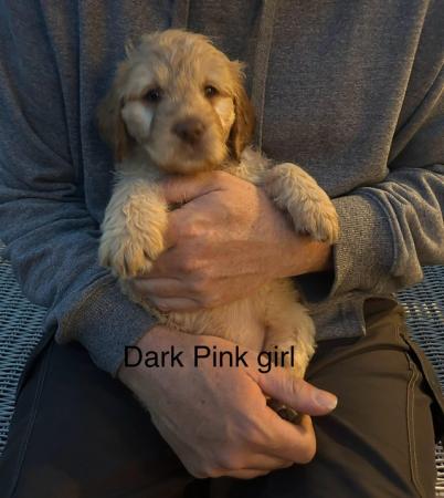 Image 2 of 6 beautiful labradoodle puppies - ready now