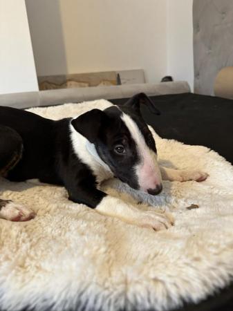 Image 3 of English bull terrier girl puppy