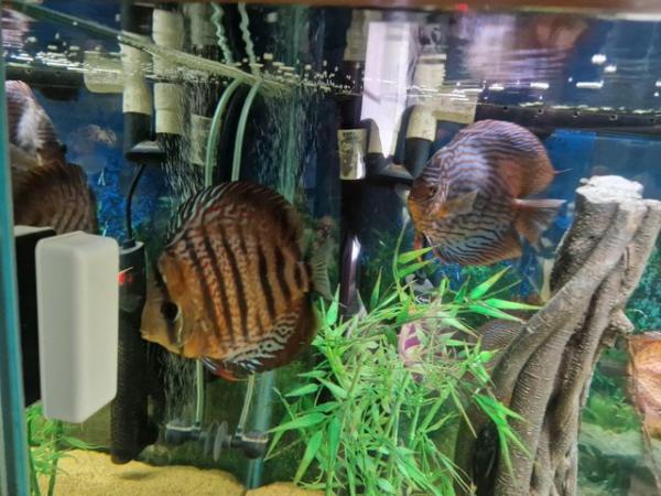 Image 6 of Stunning Stendker Discus for sale