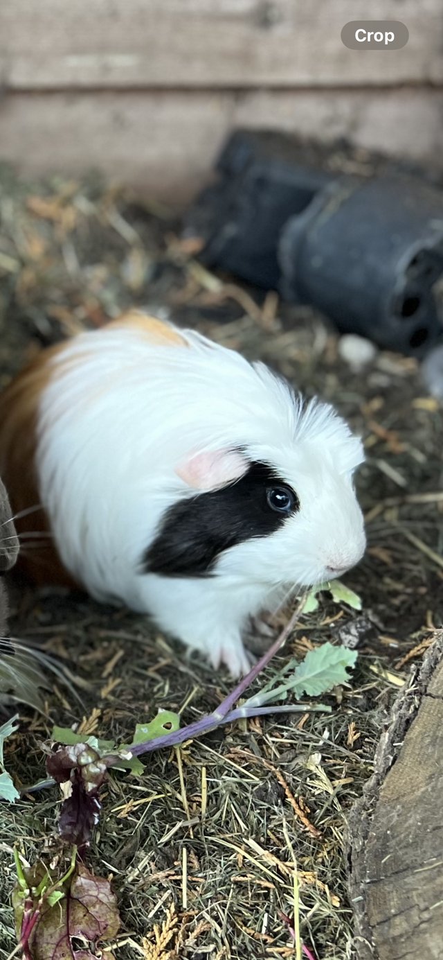 Preview of the first image of Boar long haired guinea pig.