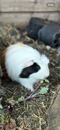 Image 1 of Boar long haired guinea pig