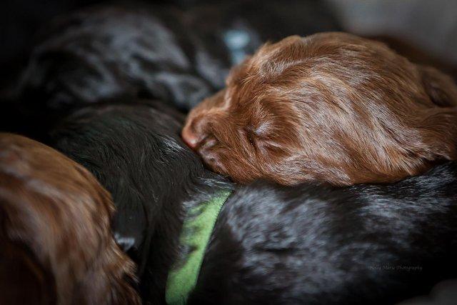 Image 3 of KC registered Working Cocker Spaniel Puppies