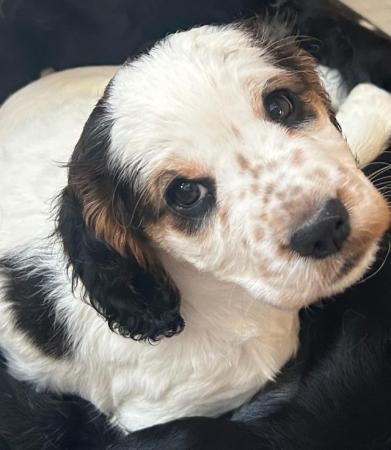 Image 9 of Kc registered cocker spaniel pups ready 25 th April