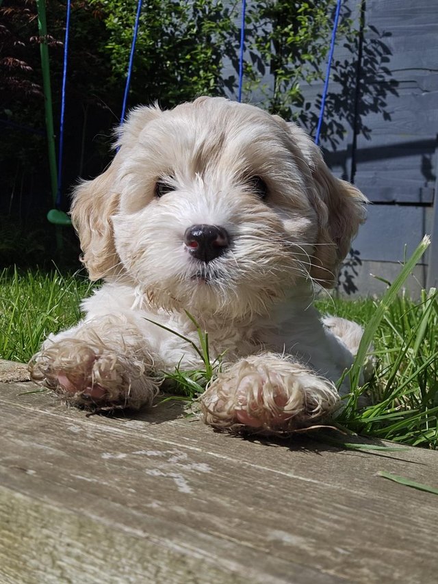 Preview of the first image of Stunning Cockapoo Puppy (F) READY for her forever home NOW!.