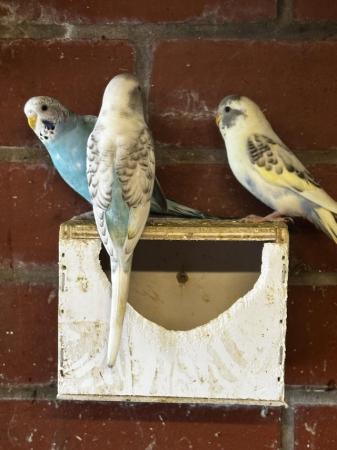 Image 1 of budgies in different colours and ages