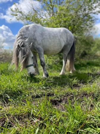Image 12 of 5*Home Found Other Rescue Ponies Available 4 Full Re-Homing.