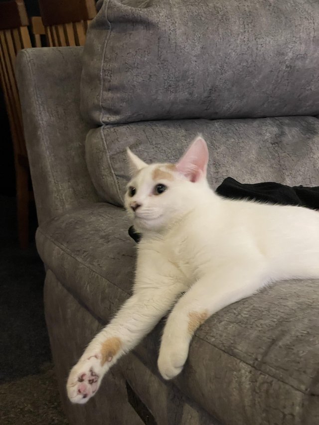 11month old cat for rehoming — photo 3 of 4