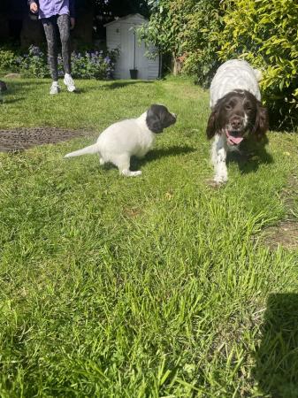 Image 2 of Springer Spaniel puppies for sale x2 boys x2 bitches