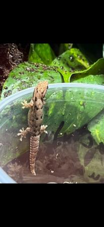 Image 1 of 7 Mourning geckos available