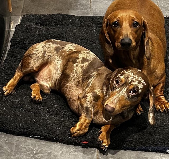 Beautiful dachshunds 2024