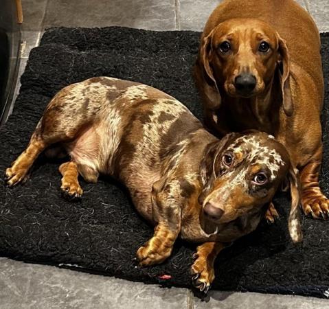LOOKING FOR FOREVER HOMES. Beautiful colours dachshunds min for sale in Witham, Essex