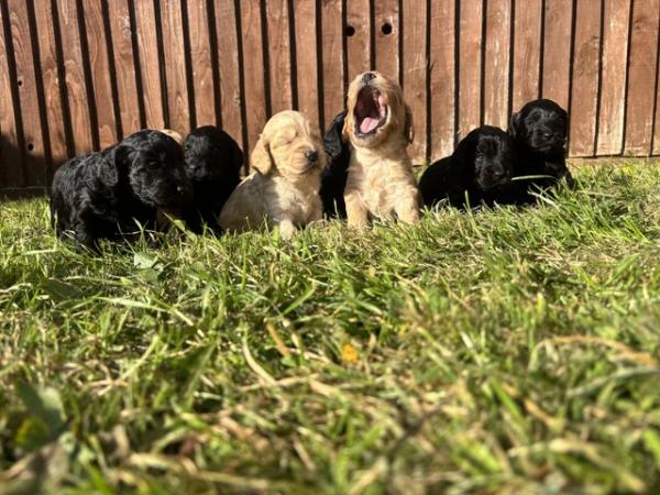Image 7 of Our gorgeous litter of cockapoos