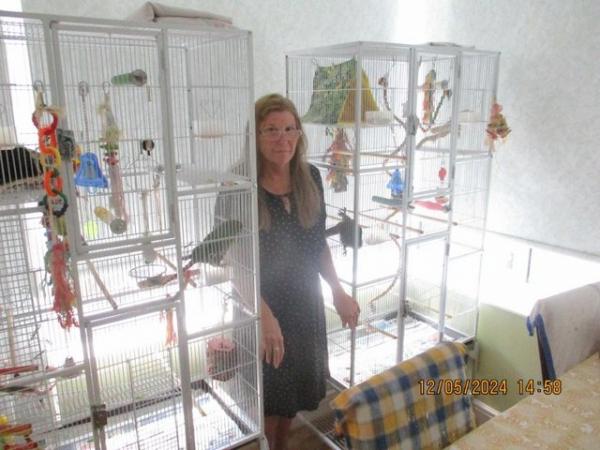Image 8 of 2 x Austel conures. very tame