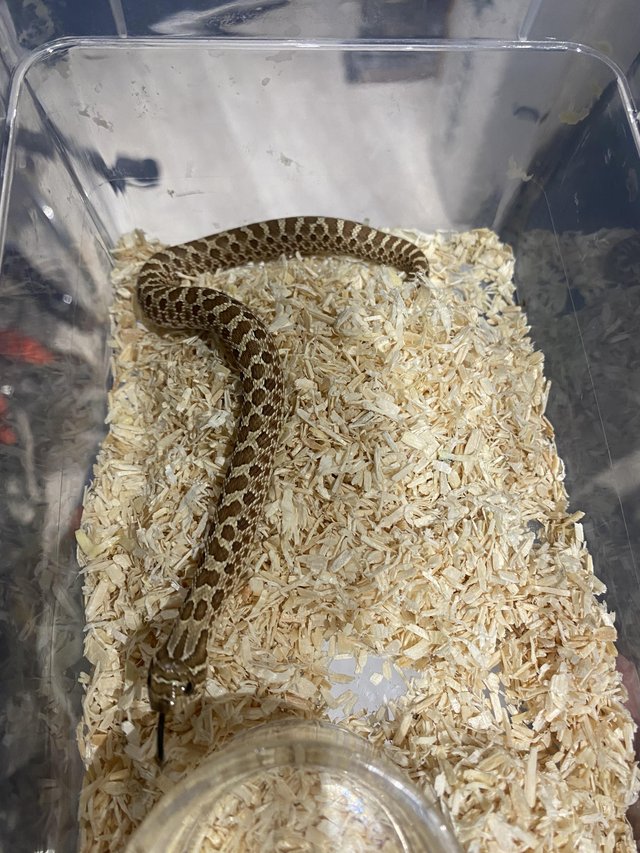 Preview of the first image of Normal Hognose 100 het snow.