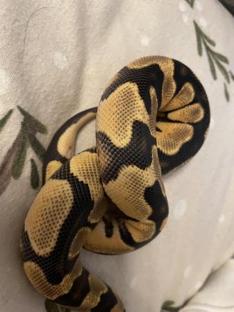 Image 4 of Leopard ODYB Ball python for sale