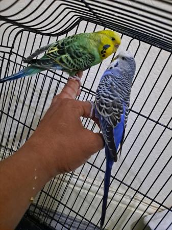 Image 11 of Silly hand tamed baby budgies for sale