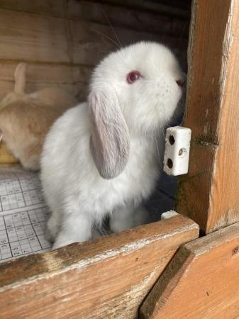 Image 4 of Mini lop baby rabbits **ready now** only 2 girls left