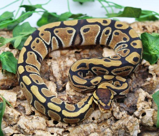 Preview of the first image of Cb23 Normal het Clown Royal Python.