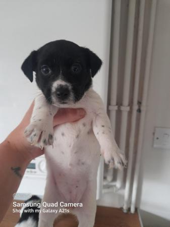 Image 9 of Beautiful black and white jack russell puppies