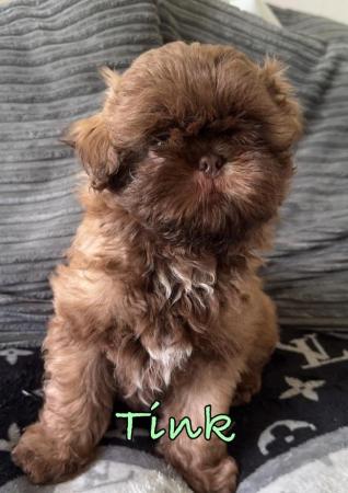 Image 1 of 2 Beautiful Boy Shih Tzu’s.**READY NOW** Prices Vary.