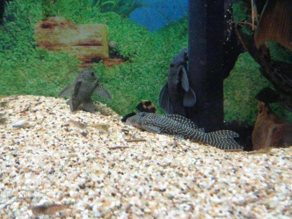 Image 6 of Rare Plecos L numbers for sale