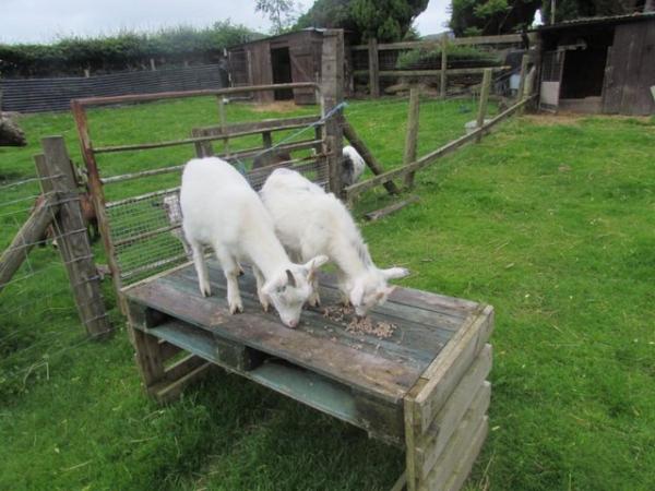 Image 2 of beautiful pygmy goats for sale