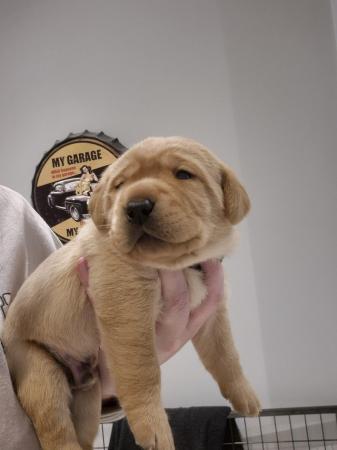 Image 8 of KC Registered Labrador puppies