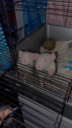 Image 3 of 2 male rats for sale with enclosure