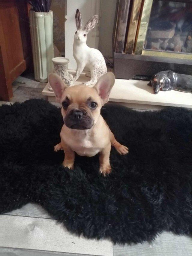 Preview of the first image of KC REG Stunning French bulldog puppies.