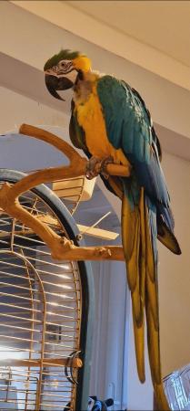 Image 3 of Blue & gold Macaw Parrot Male