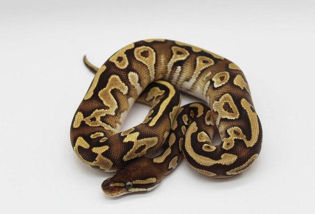 Preview of the first image of Cb22 Gravel Mojave Female Royal Python.