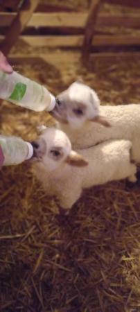 Image 4 of Valais Cross Beltex pet lambs