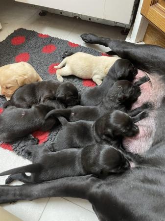 Image 1 of Working labrador puppies from health tested parents
